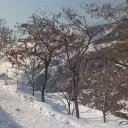 امیر مطوری