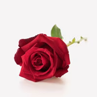 blomst
